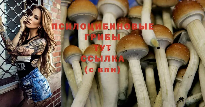 наркошоп  Яровое  ОМГ ОМГ зеркало  Галлюциногенные грибы Psilocybine cubensis 